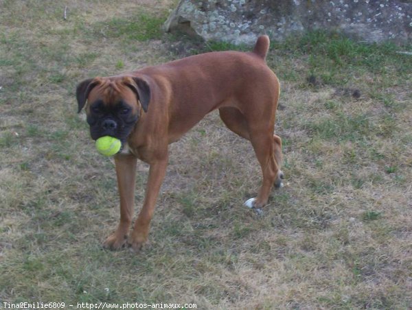 Photo de Boxer