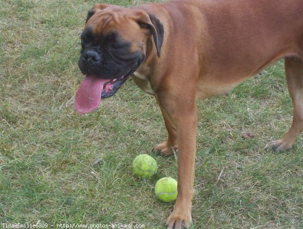 Photo de Boxer