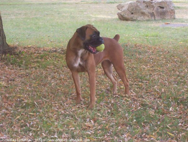 Photo de Boxer