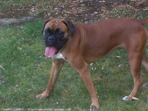 Photo de Boxer