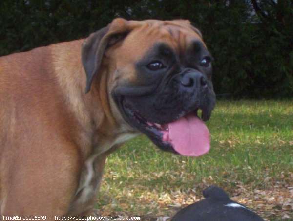 Photo de Boxer