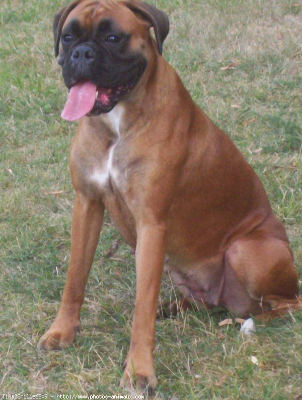 Photo de Boxer