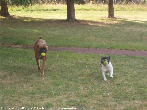 Photo de Races diffrentes