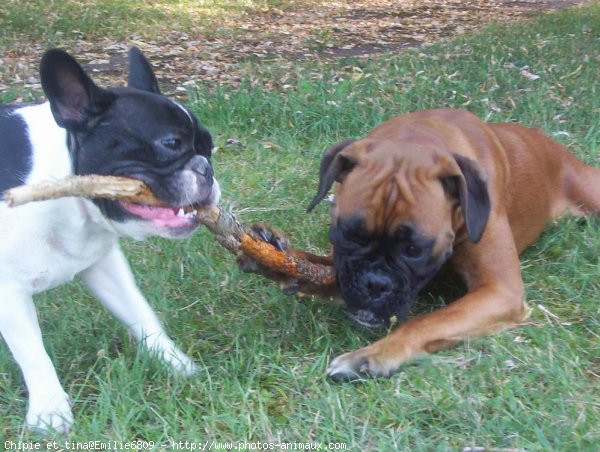 Photo de Races diffrentes