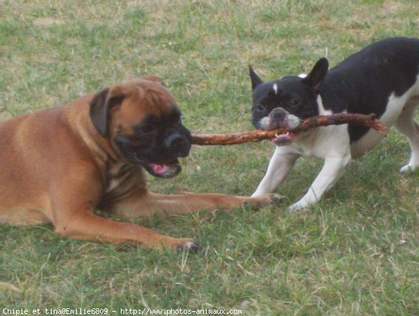 Photo de Races diffrentes