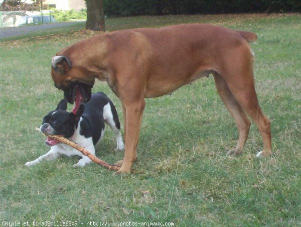 Photo de Races diffrentes