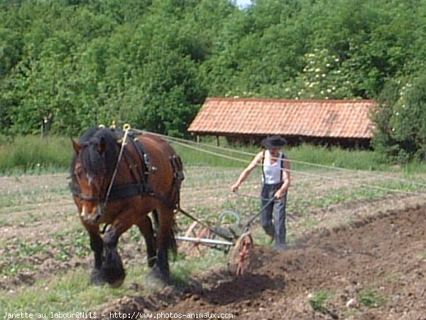 Photo d'Ardennais