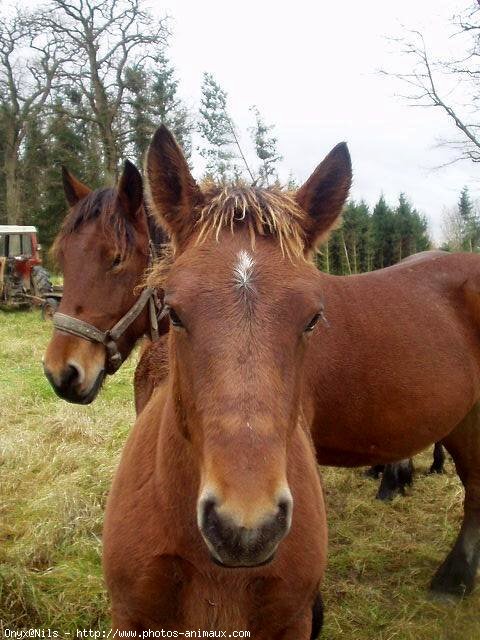 Photo d'Ardennais