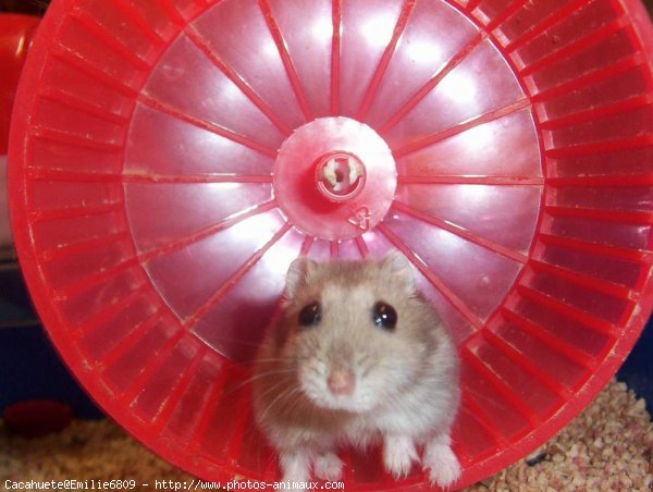 Photo de Hamster