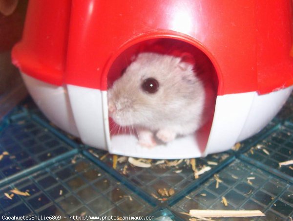 Photo de Hamster