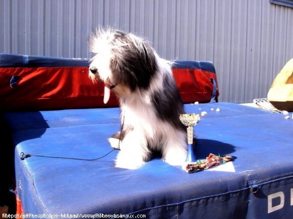 Photo de Bearded collie