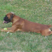 Photo de Boxer