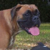 Photo de Boxer