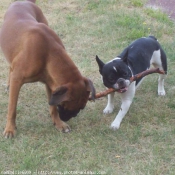 Photo de Races diffrentes