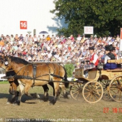 Photo d'Ardennais