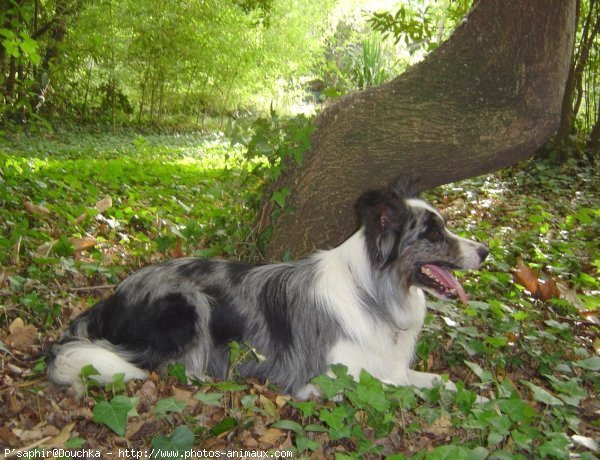 Photo de Border collie