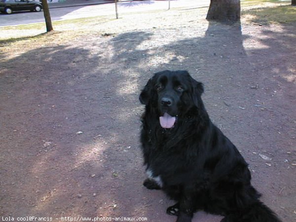 Photo de Chien de terre-neuve