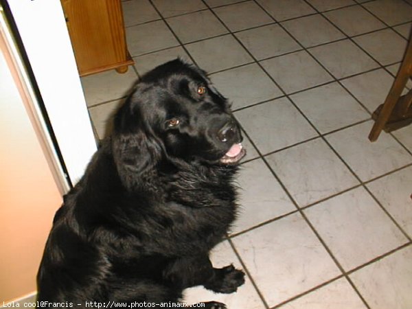 Photo de Chien de terre-neuve