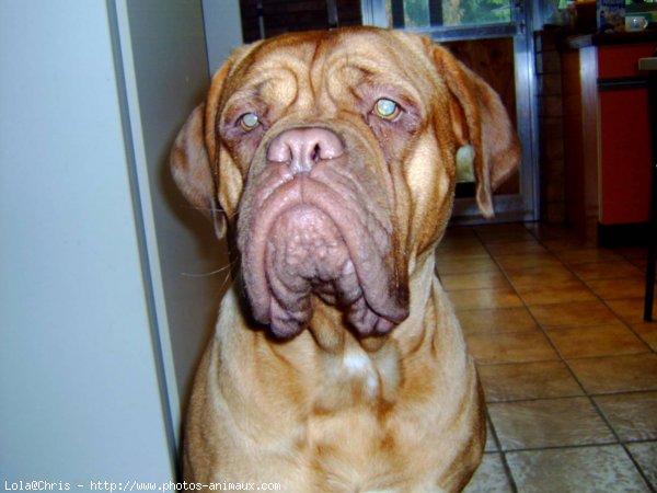 Photo de Dogue de bordeaux