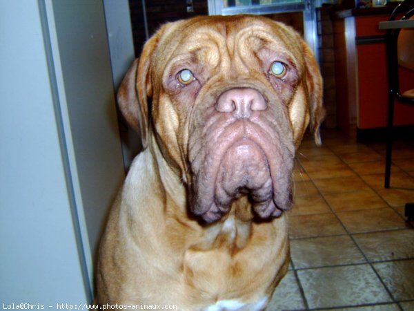 Photo de Dogue de bordeaux