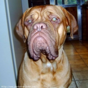 Photo de Dogue de bordeaux