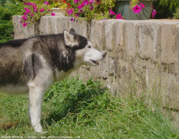 Photo de Husky siberien