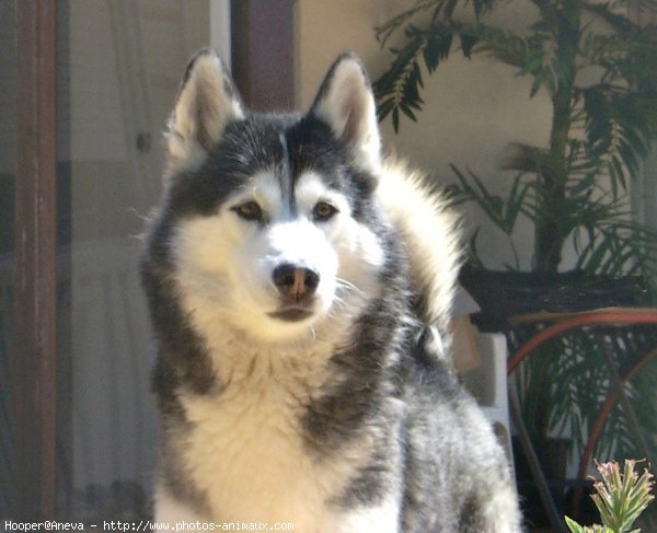 Photo de Husky siberien