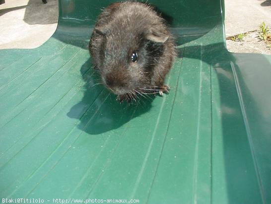 Photo de Cochon d'inde