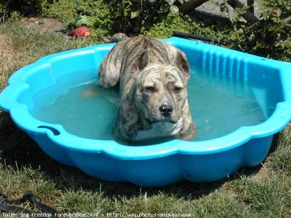 Photo d'American staffordshire terrier