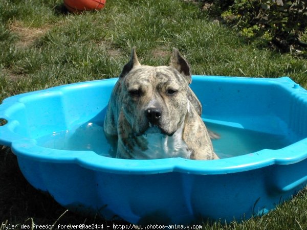 Photo d'American staffordshire terrier