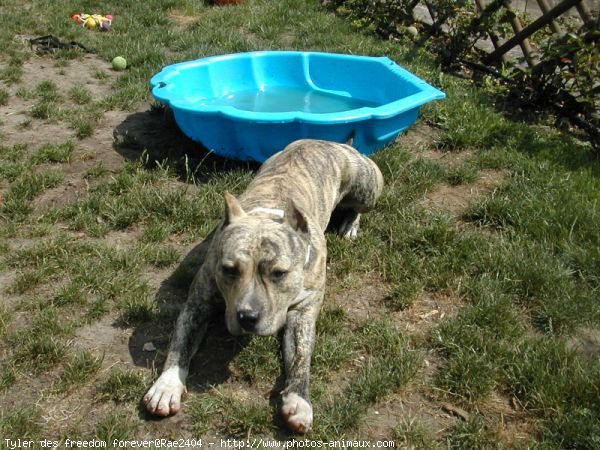 Photo d'American staffordshire terrier