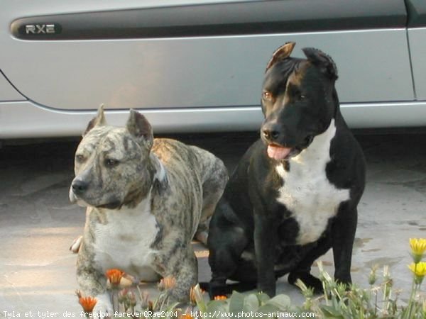 Photo d'American staffordshire terrier