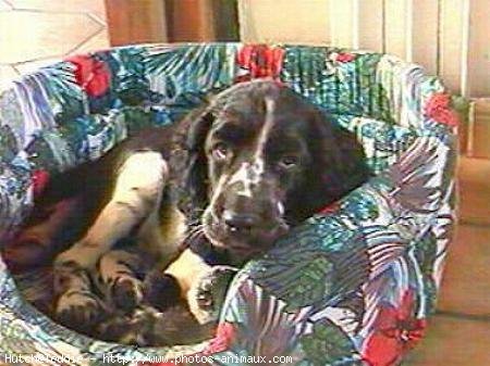 Photo d'English springer spaniel