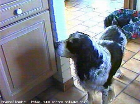 Photo d'English springer spaniel