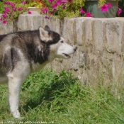 Photo de Husky siberien