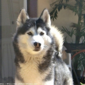 Photo de Husky siberien