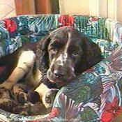 Photo d'English springer spaniel