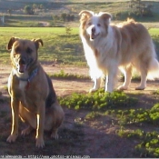 Photo de Border collie