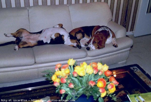 Photo de Basset hound