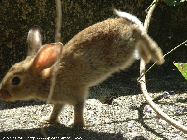 Photo de Lapin