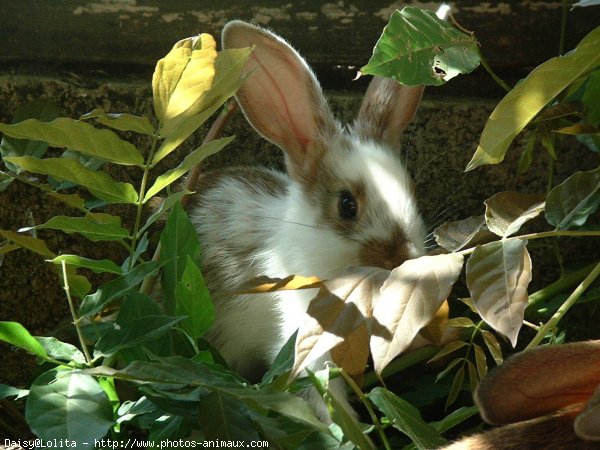 Photo de Lapin