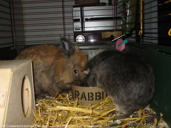 Photo de Races diffrentes