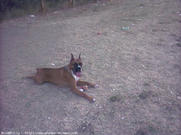 Photo de Boxer