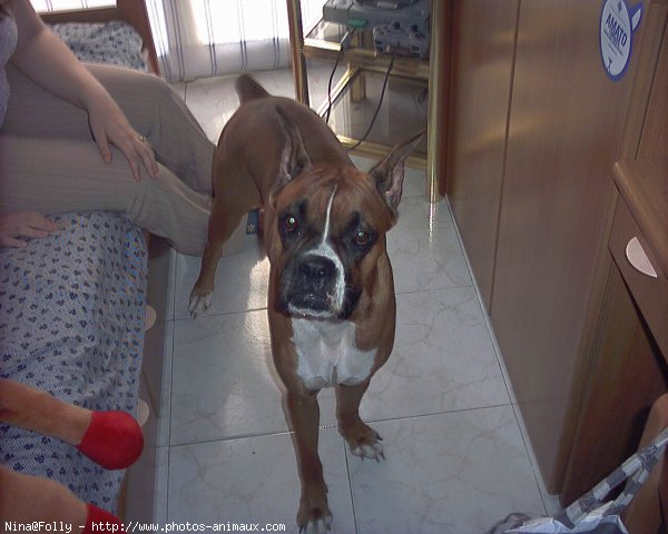 Photo de Boxer