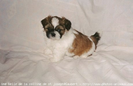 Photo de Shih tzu