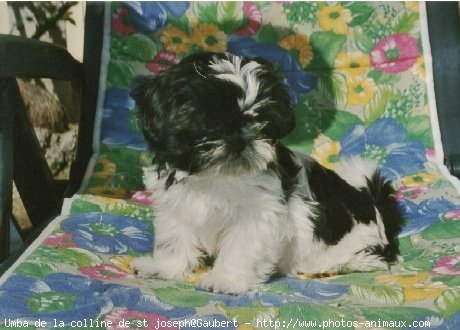 Photo de Shih tzu