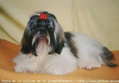 Photo de Shih tzu