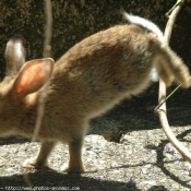 Photo de Lapin