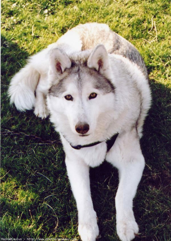 Photo de Husky siberien