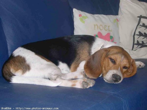 Photo de Beagle